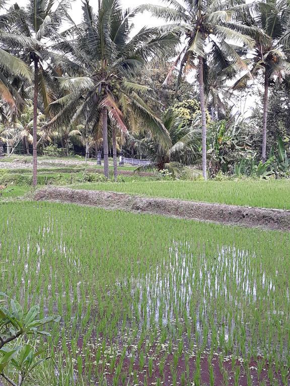 Umah Dangin Guest House Ubud Exteriör bild