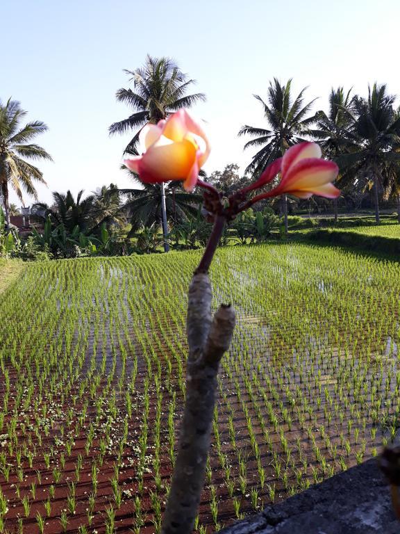 Umah Dangin Guest House Ubud Exteriör bild