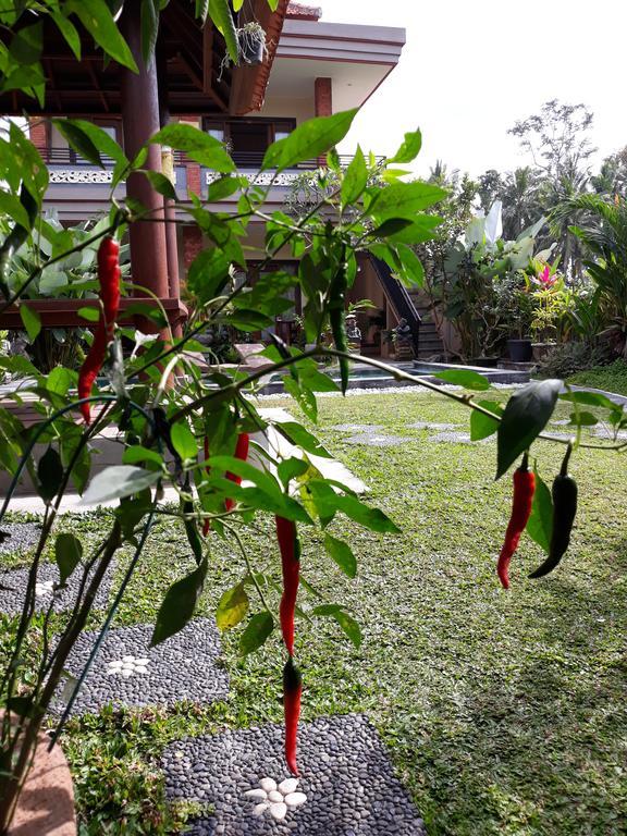 Umah Dangin Guest House Ubud Exteriör bild